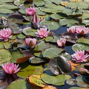 Meet your Posher, Posh